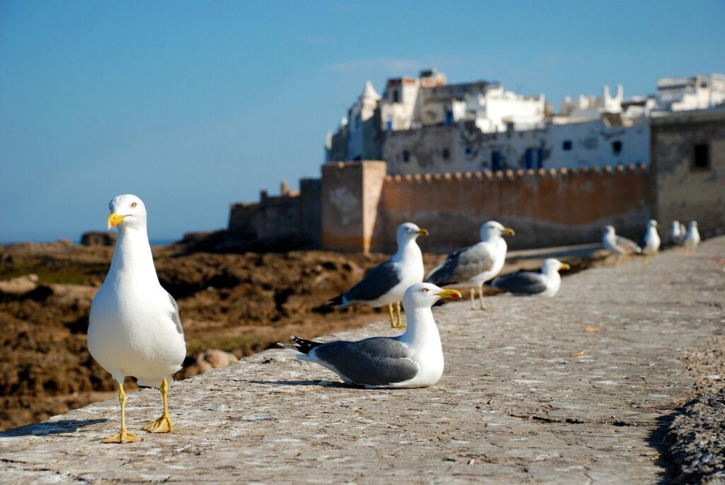 12 giorni da Rabat al deserto