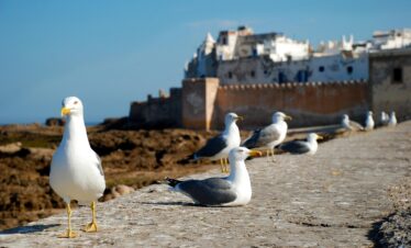 12 giorni da Rabat al deserto