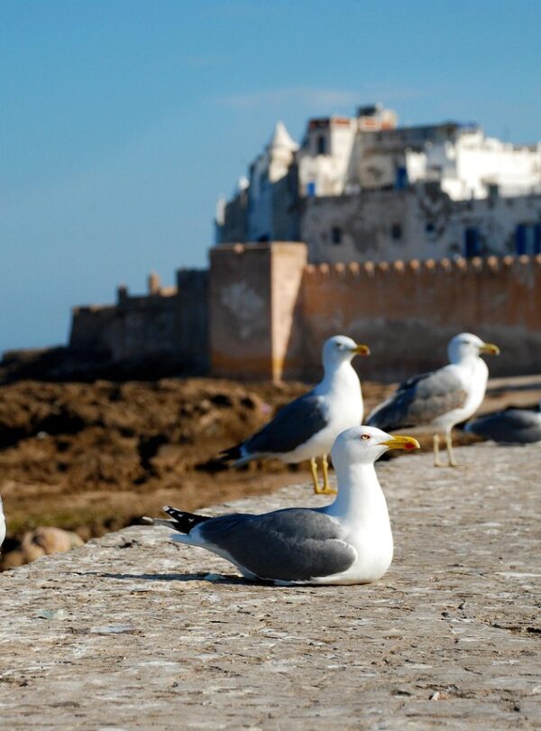12 giorni da Rabat al deserto