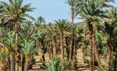 Vast palm oasis in the arid desert of Zagora, Morocco under clear blue skies.