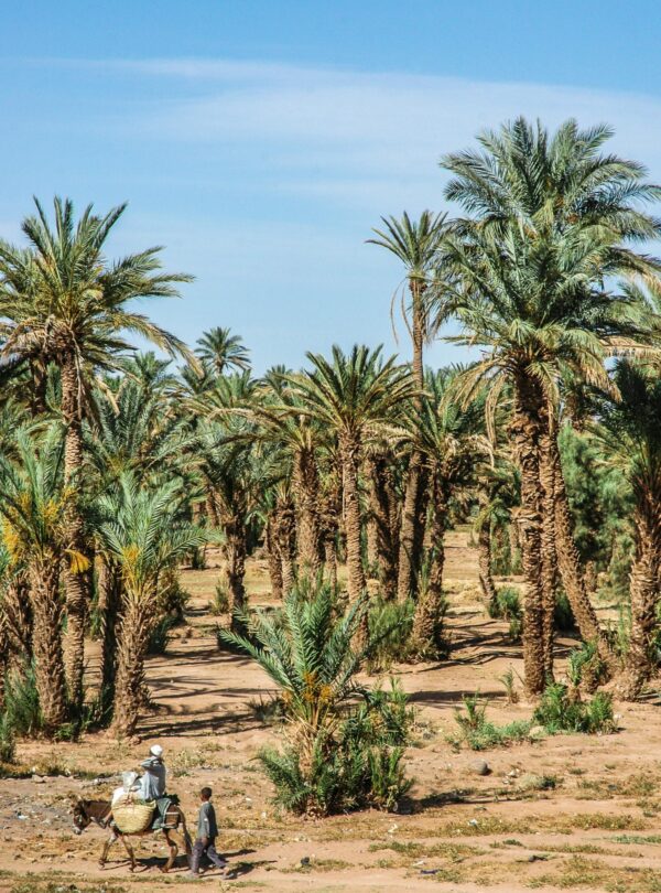 Vast palm oasis in the arid desert of Zagora, Morocco under clear blue skies.