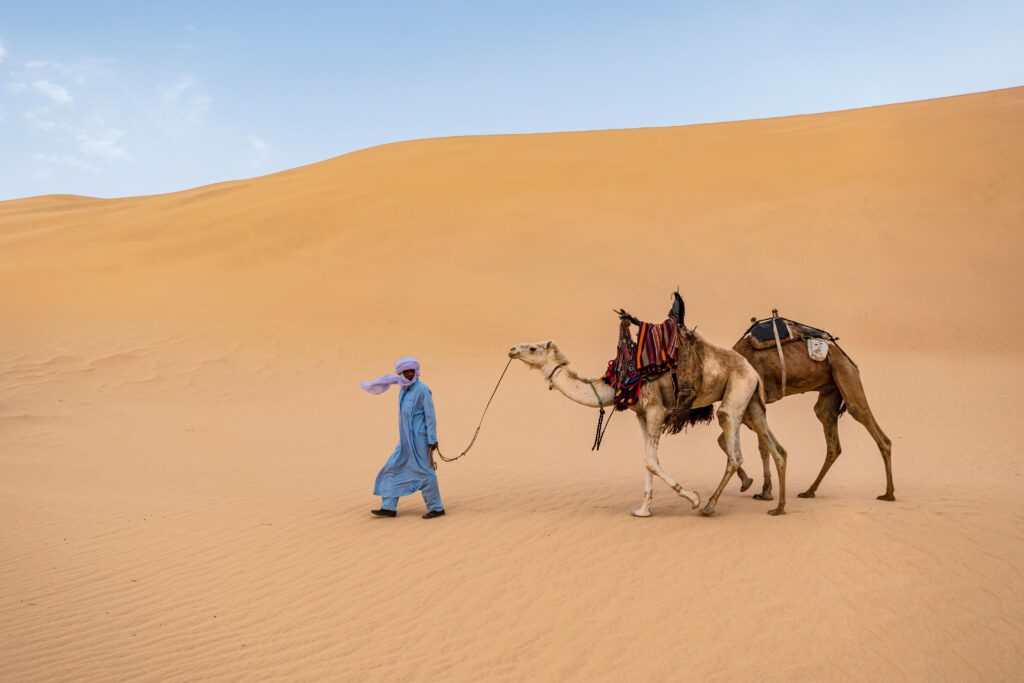 Man leading camels through the Sahara desert's golden dunes under a clear sky.