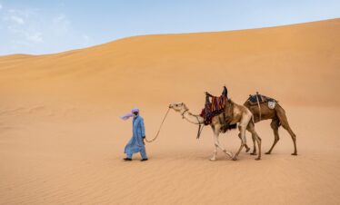 Man leading camels through the Sahara desert's golden dunes under a clear sky.