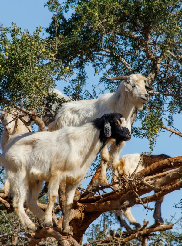 Two goats perched on argan tree branches in Morocco under a sunny sky.