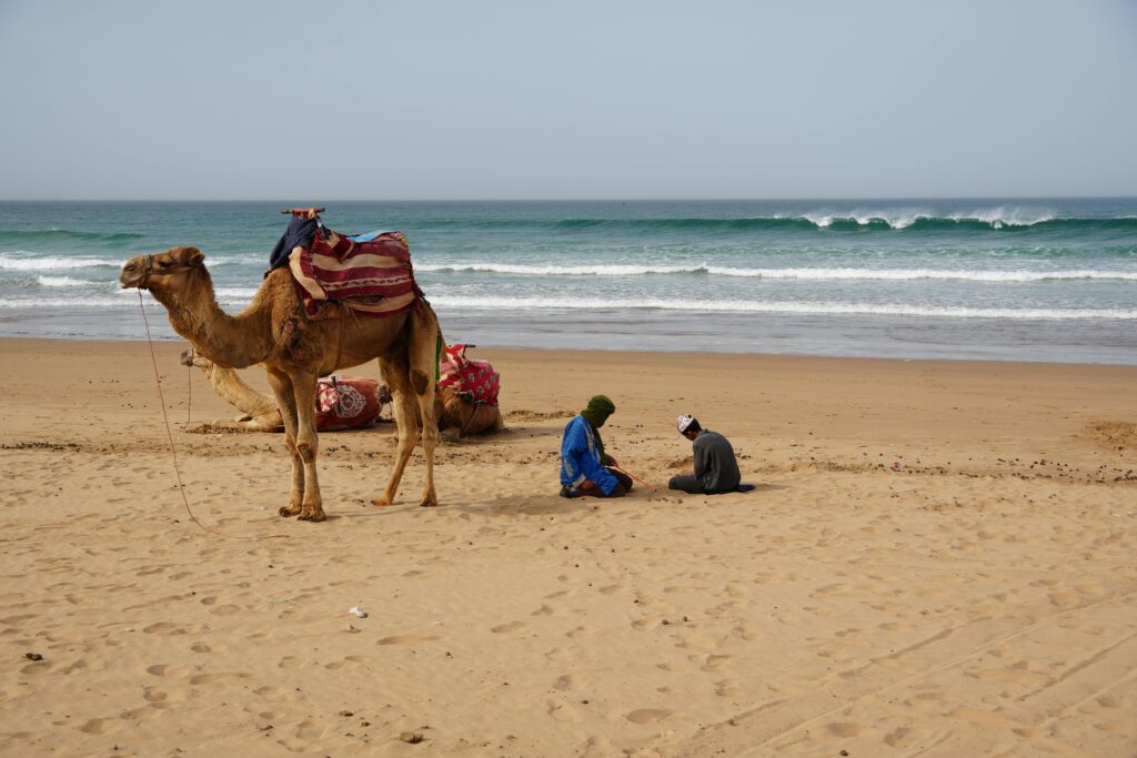 A scenic beach in Agadir, Morocco with camels and people by the ocean. Perfect vacation spot.