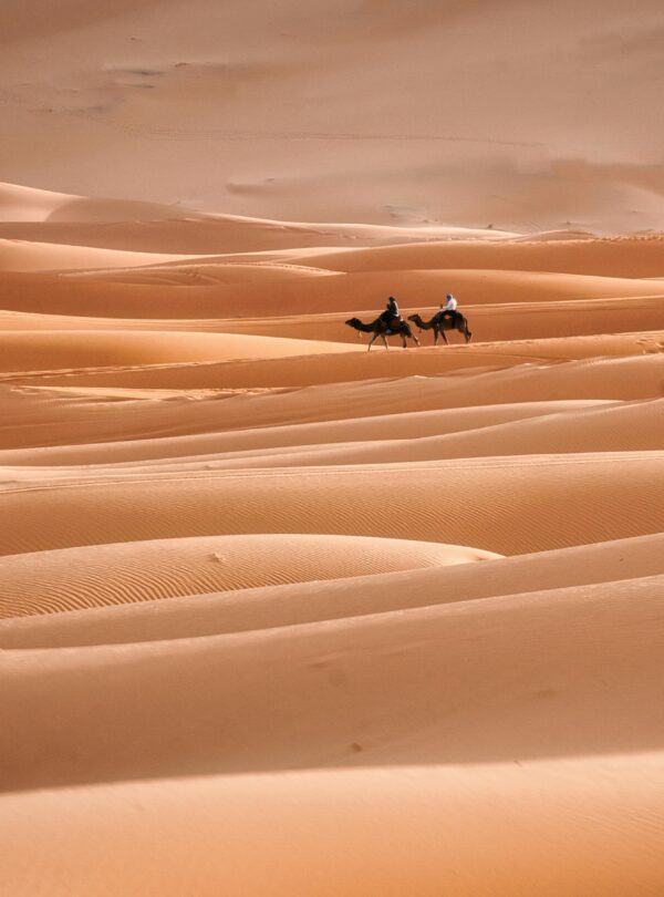 Two camels journey across expansive sand dunes in the Sahara Desert, Morocco, at dusk.