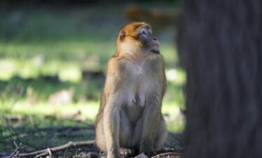 Barbary macaque sitting in Azrou forest, Morocco, during daytime.