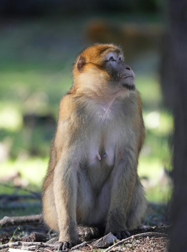 Barbary macaque sitting in Azrou forest, Morocco, during daytime.