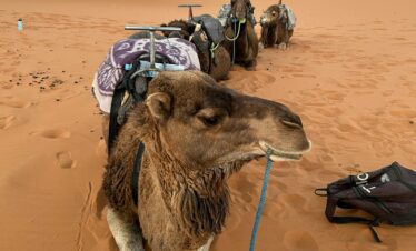 A group of camels resting in the vast dunes of the Sahara Desert, Morocco.