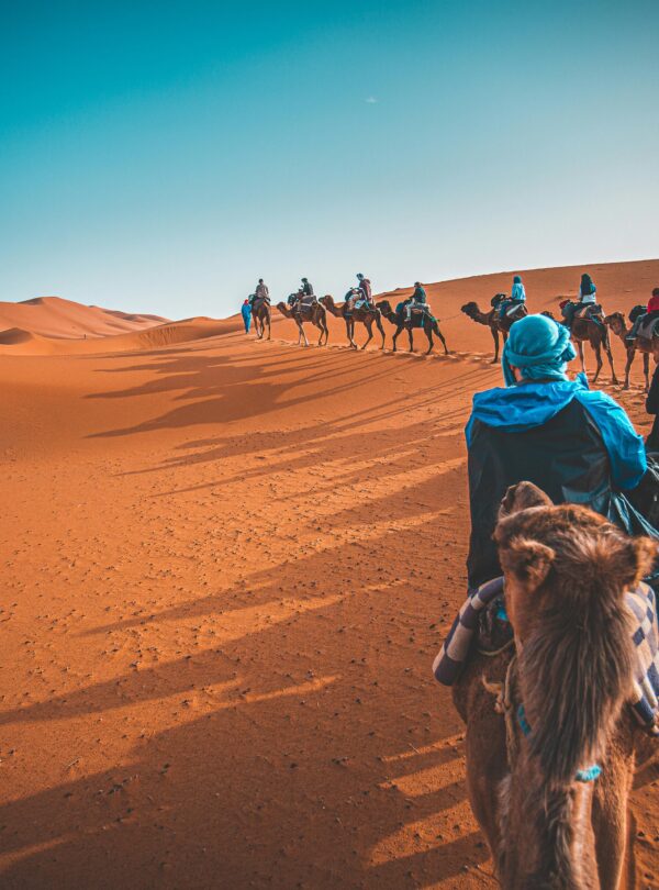 A group of people riding camels through the Sahara desert in Merzouga, Morocco at sunset.